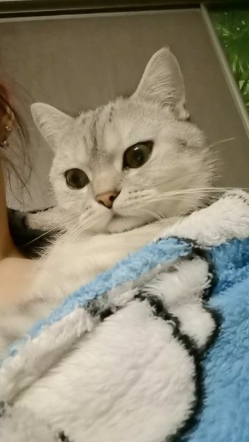 настроение #юмор #прикол #смешныеживотные #кошкасоня  30-09-2025