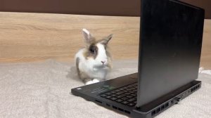 Баффи ушла(...