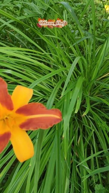 Вспоминая лето... ☀