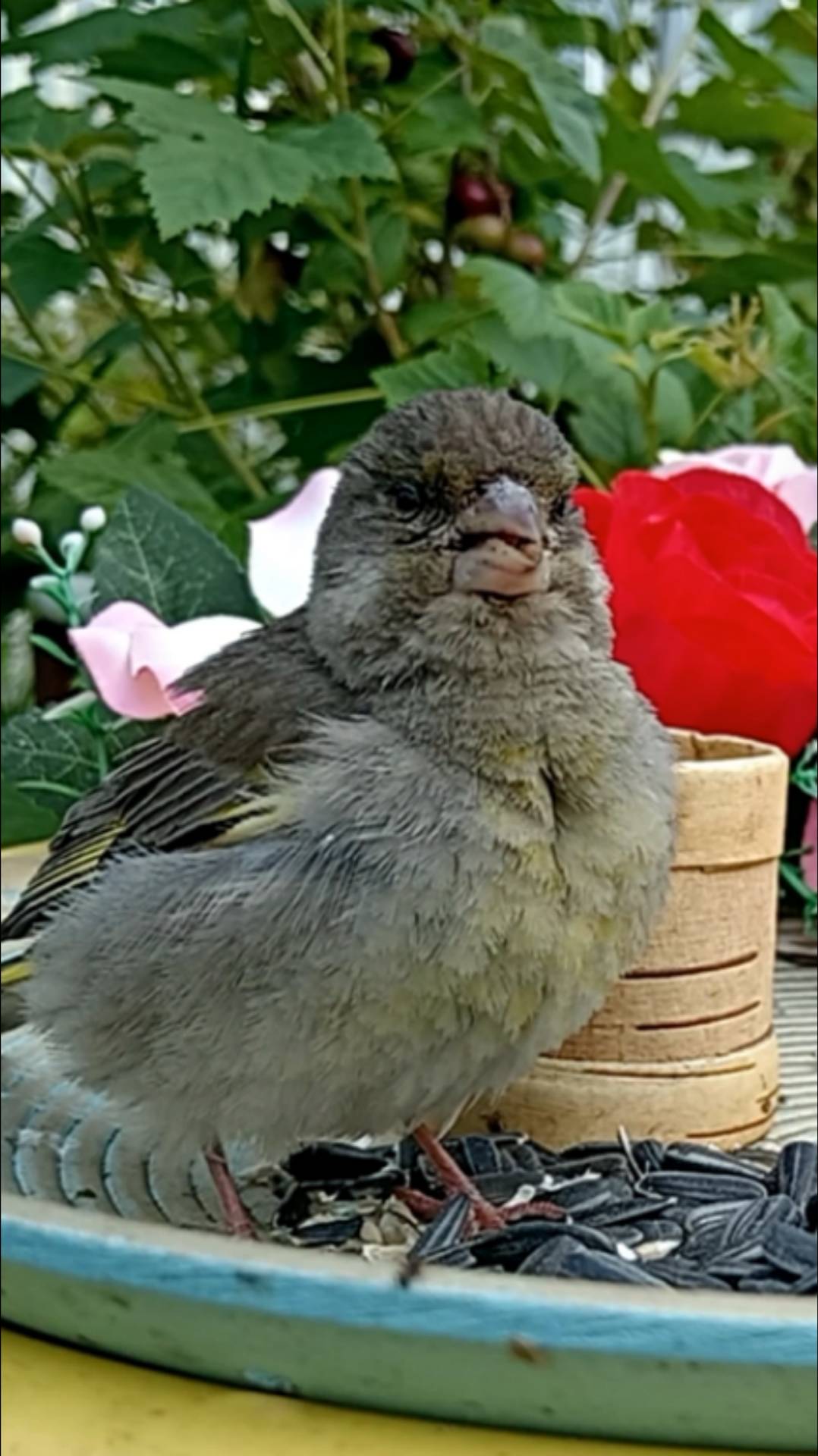 Птенец Зеленушки смотреть онлайн