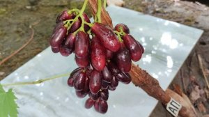 АПОФИС!!!🍇🍇🍇 СУУУПЕР ЭФФЕКТНАЯ НОВИНКА ОТ КАЛУГИНА!!! Telegram, WhatsApp и Vlber +79528500417.