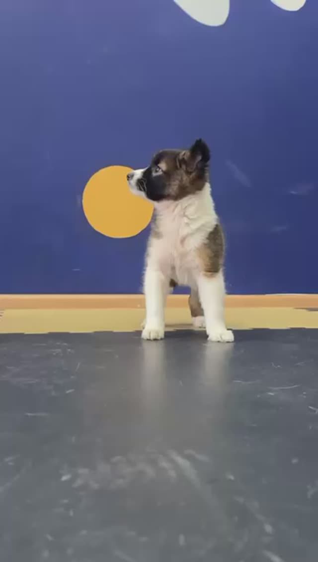 Щенок Рассольник