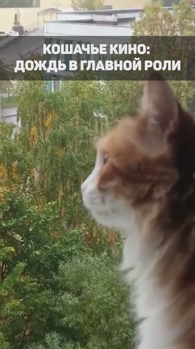 Кошачье кино - Дождь в главной роли