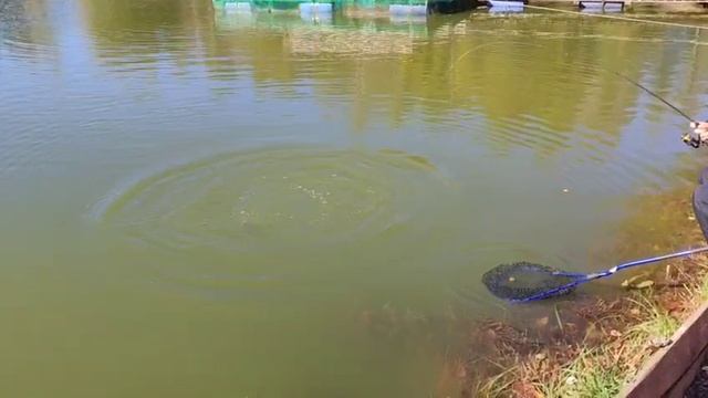 WhatsApp Video 2025-09-30 at 12.03.23 смотреть онлайн