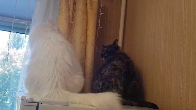 Леся и Сёма - Кто кого смотреть онлайн