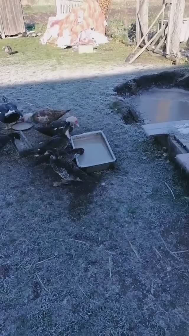 Заморозки в Кузбассе, индоутки чуть не отморозили лапы