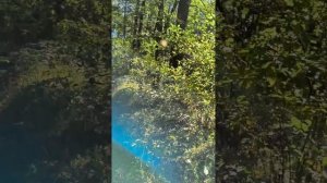 Разведка леса в Орехово-зуевском районе , брусника, черника и грибы.
Mytravelbar
