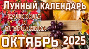 ЛУННЫЙ ПОСЕВНОЙ КАЛЕНДАРЬ ОГОРОДНИКА НА ОКТЯБРЬ 2025