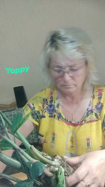 Замиокулькас, пересадка