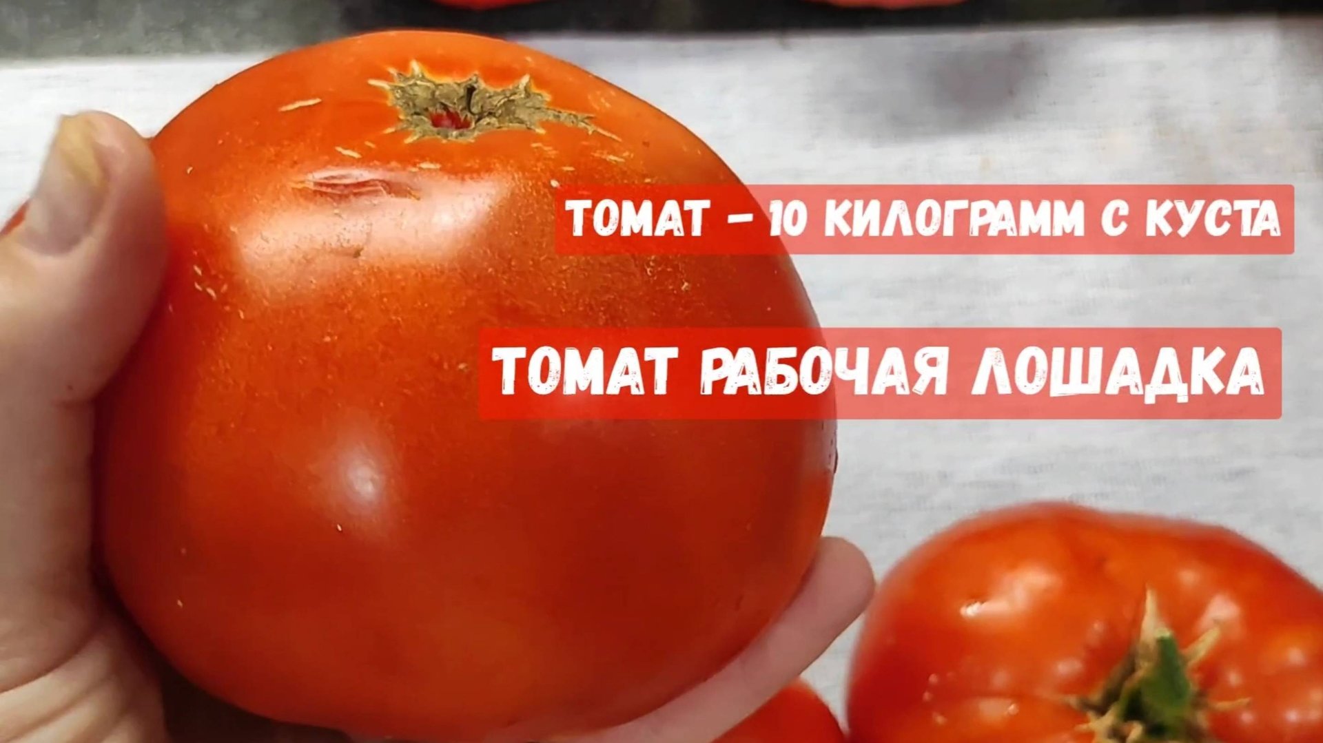 Этот ТОМАТ ЛЮБОВЬ НАВСЕГДА! НЕТ ЛУЧШЕ СОРТА ТОМАТА! смотреть онлайн