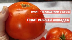 Этот ТОМАТ ЛЮБОВЬ НАВСЕГДА! НЕТ ЛУЧШЕ СОРТА ТОМАТА!