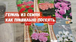 ГЕРАНЬ из СЕМЯН, 5 способов посева, взойдут все семена герани