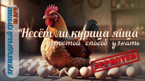 Как определить, несется ли курица?