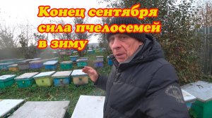 КОНЕЦ СЕНТЯБРЯ, СЛЁТОВ И ОСЛАБЛЕНИЙ ПЧЕЛОСЕМЕЙ НЕТ, ПАСЕКА ПОЧТИ ГОТОВАЯ К ЗИМОВКЕ