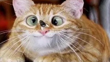 Кошарики. 🐱🐾 смотреть онлайн