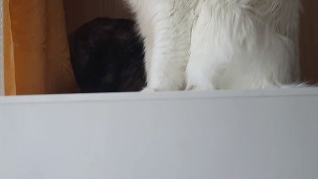 Леся и Сёма - Загнал провокаторшу в угол смотреть онлайн