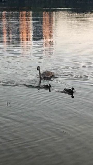 Белгород. Лебеди на пруду остановились на отдых, но улетели не все. Почему? смотреть онлайн