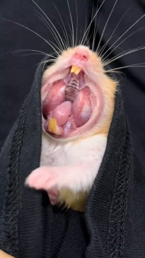 #приколы #юмор #прикол #смешно #хомяк #хомяки #хомячок #топ #топчик #роликдня #видеодня #лучшее #луч