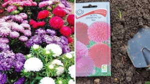 ПОСЕЙТЕ ТАК АСТРУ под зиму, весной получите дружные, крепкие всходы! Как посеять астры под зиму