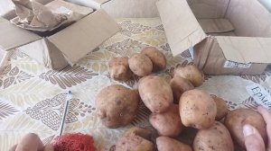 Сорта картофель Лапоть розовый, Ермак улучшенный, Кармен, Американка ( Ранняя Роза) купила эти семен