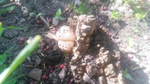 Грибы на пнях Осенние поганки