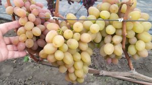 ЛЮДОЧКА  и другие вкусняшки в конце сентября 2025 г  !!!