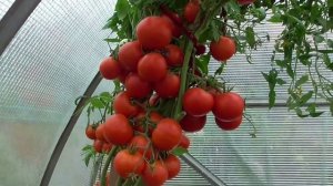 Хотите получить гроздья помидор, как у винограда? Формируем томат БУКЕТНЫМ способом в 4- 5 стеблей.