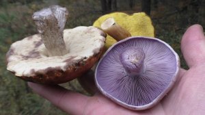 ГРИБНЫЕ НОВОСТИ! При желании можно найти ЛЕСНЫЕ ГРИБЫ!