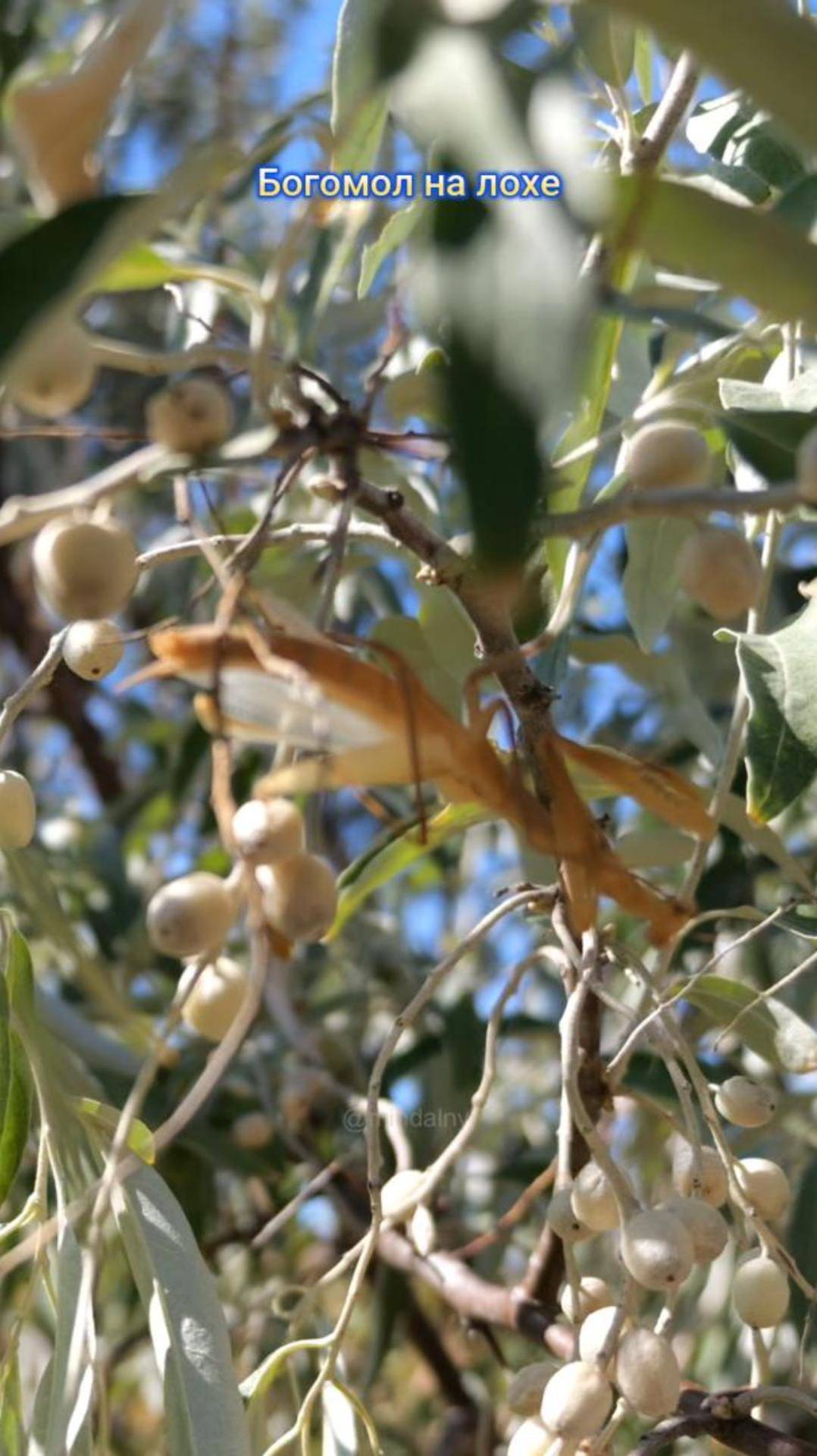 Богомол на лохе