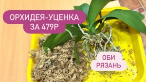 🟢ОРХИДЕЯ-УЦЕНКА за 479р изОБИ #обработкаорхидеи #уценкараспродажа #распродажаорхидей #оброзорхидей