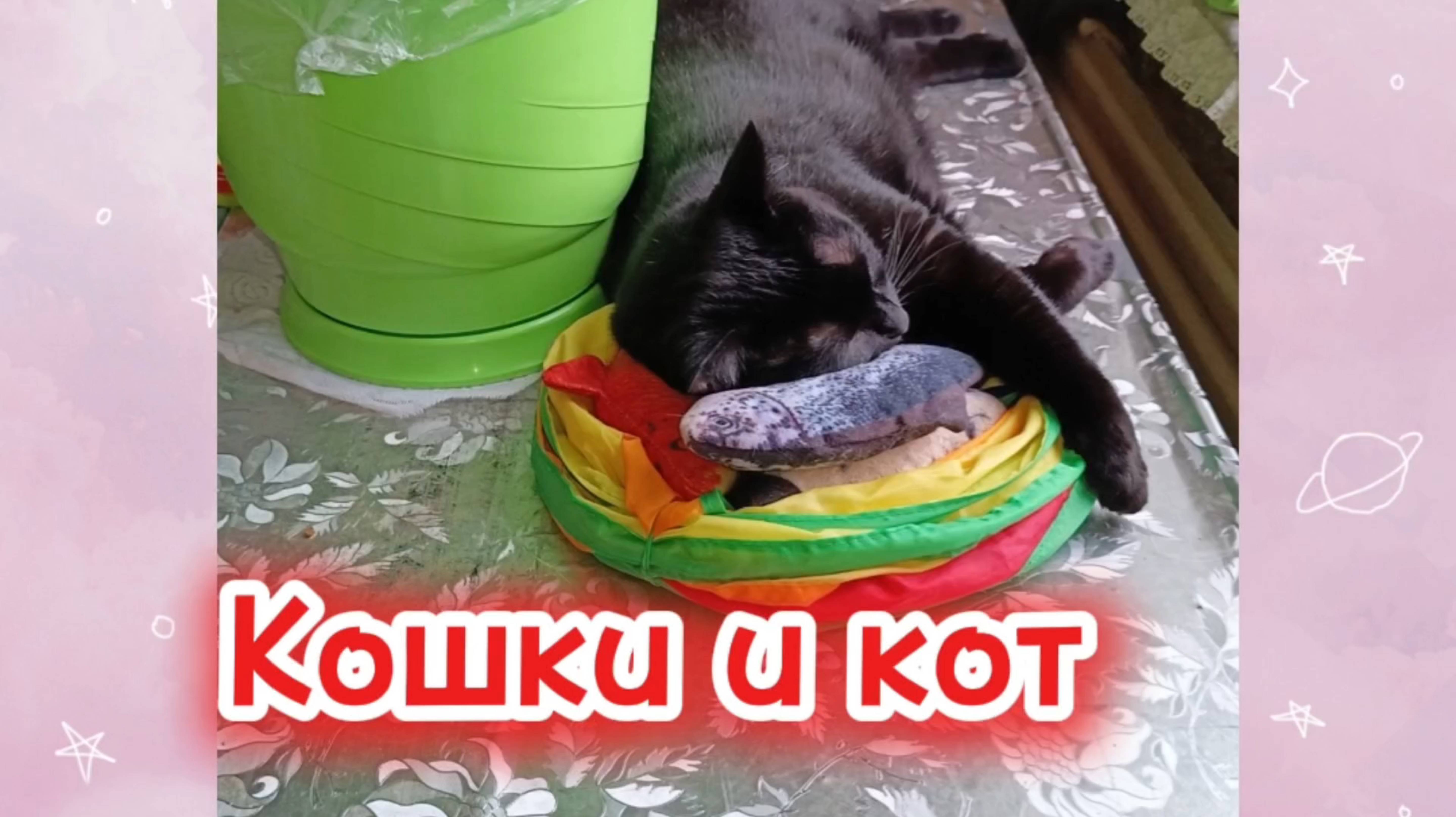 СПЯЩИЕ КОШКИ. смотреть онлайн