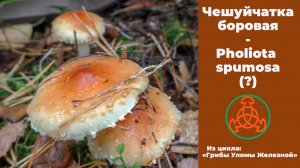 Чешуйчатка боровая - Pholiota spumosa (?) Подробный рассказ.