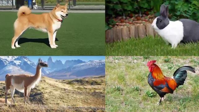 Детский развивающий мультфильм: учим названия и звуки животных. смотреть онлайн