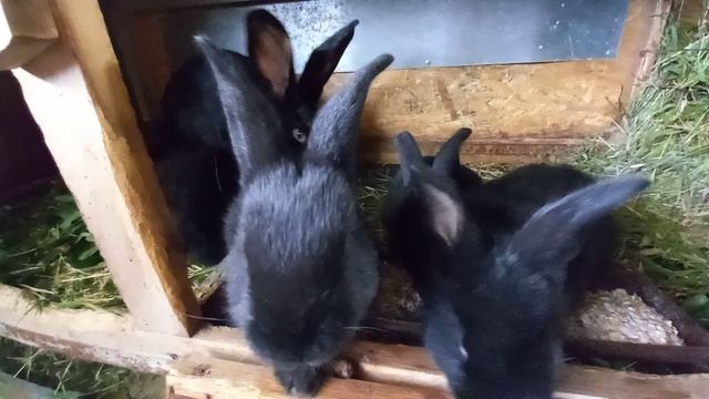 Кушаем овсянку. 🐇 смотреть онлайн