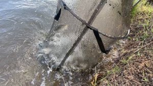 На живца наловили