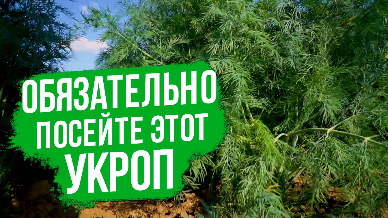 Очень ароматный сорт укропа, который не уходит в стрелку!