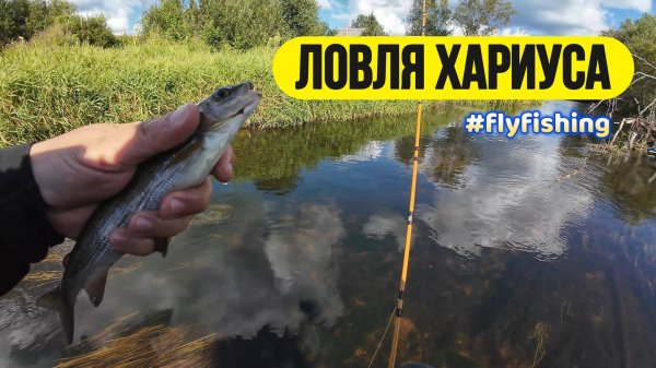 #flyfishing | Ловля хариуса на сухую муху |