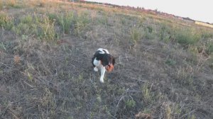 Английский Спрингер Спаниель-Фанки. Охота по перепелу 13.09.25