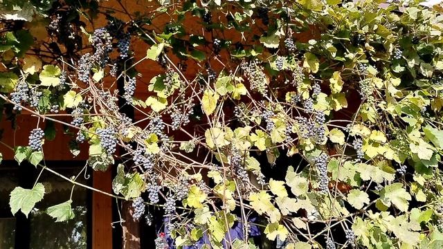 Повторное цветение флоксов в конце сентября 2025 смотреть онлайн