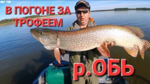 В погоне за трофеями. Сентябрь, р.Обь. "ОЛТА ТОМАГАВК".