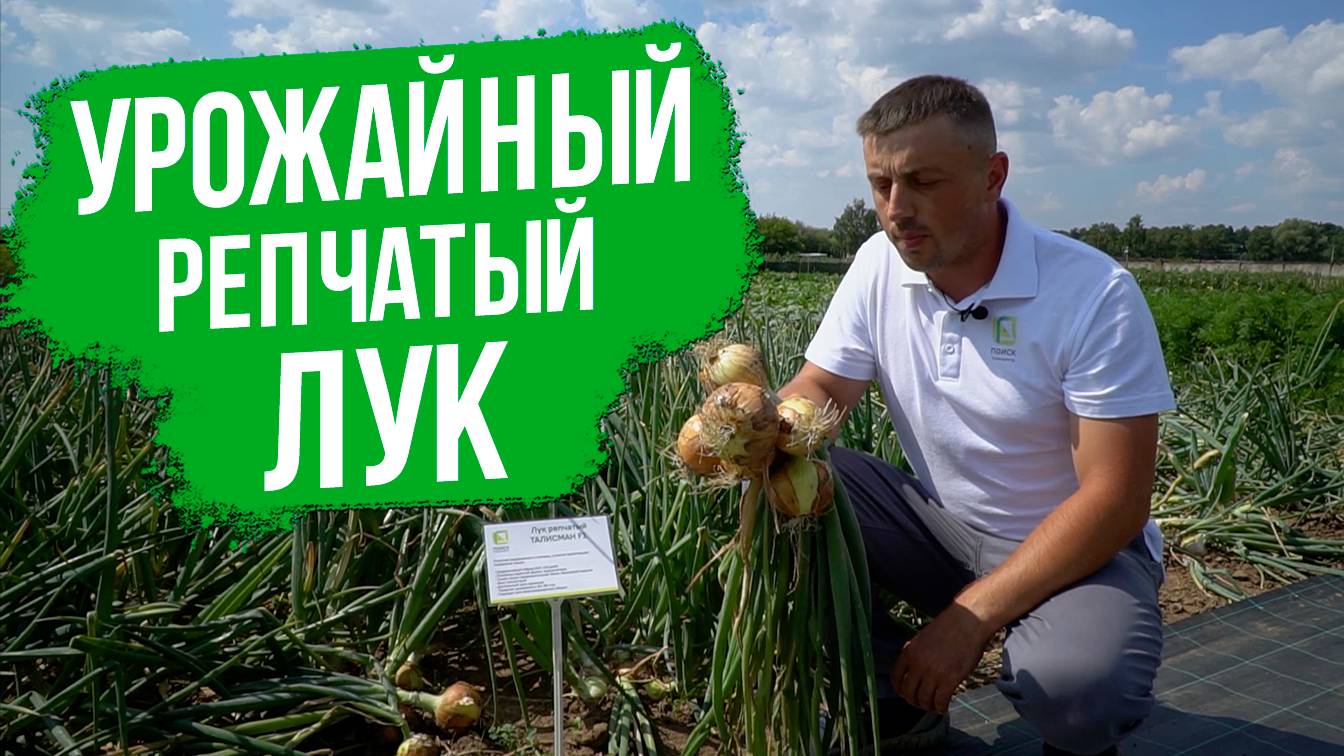 ОЧЕНЬ урожайный репчатый лук!