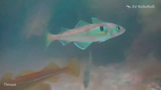 В каком возрасте у Пикши (Haddock) — Melanogrammus aeglefinus наступает половая зрелость ? смотреть онлайн