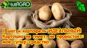 Картошка не гниет, не прорастает: просто ПОСЫПЬТЕ клубни этим порошком и он будет как новый ДО ЛЕТА!