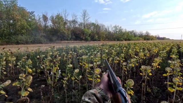 Охота на перепела по Ростовски , или как мы мучали спаниелей в жару смотреть онлайн