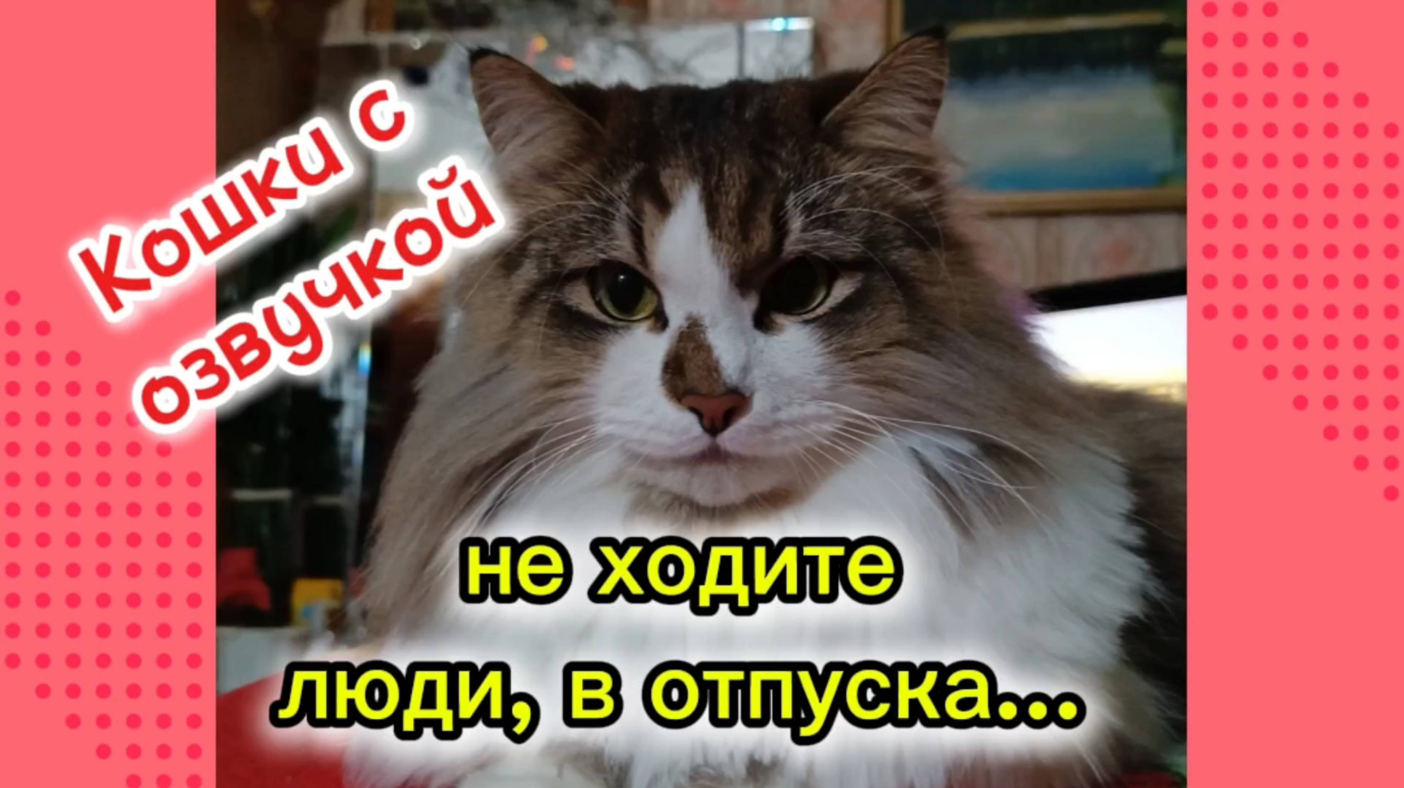 Кошки с озвучкой. смотреть онлайн