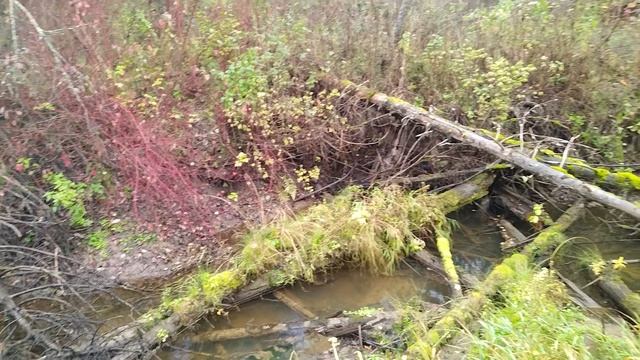 Посещение островка спустя месяц.