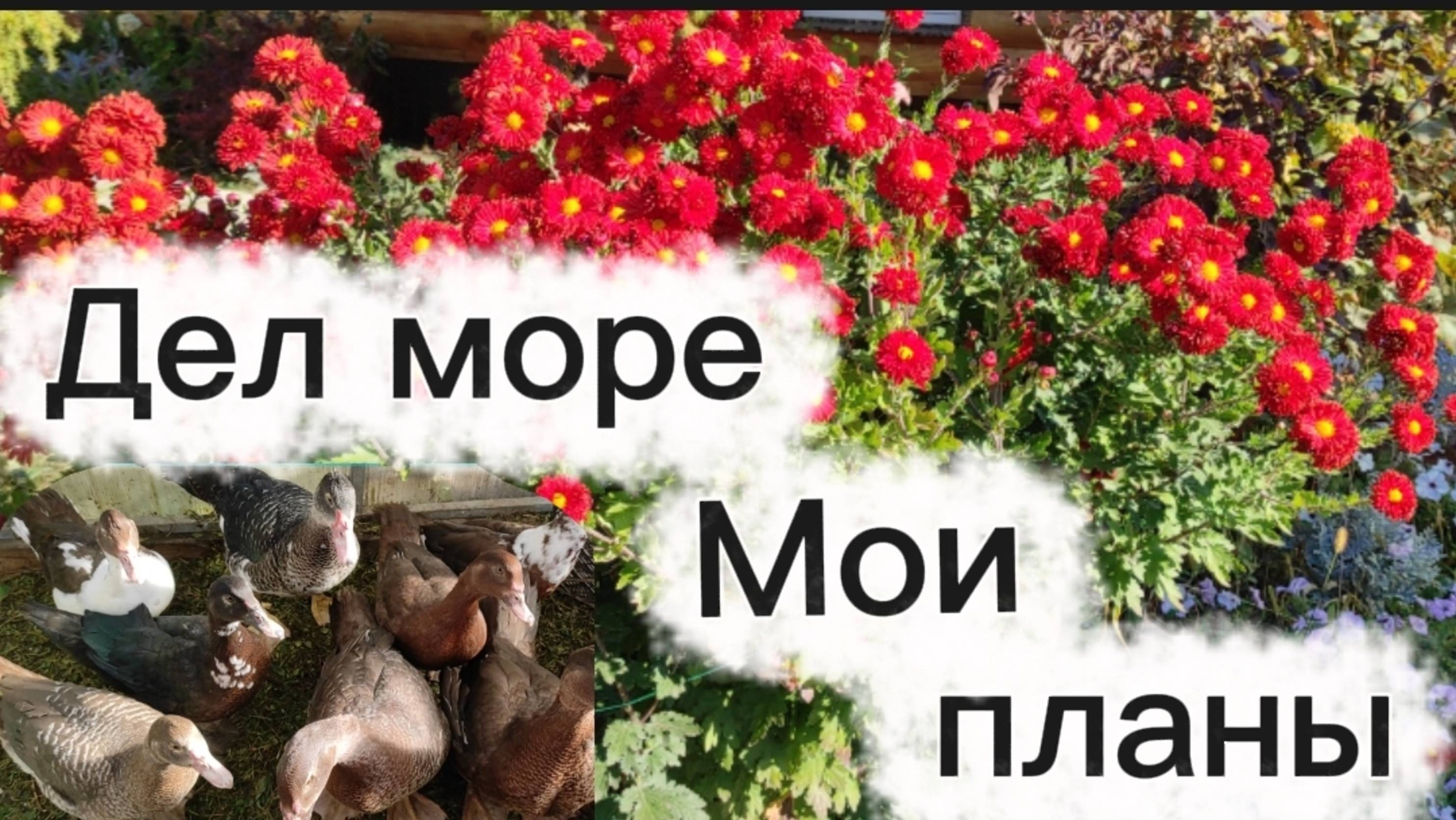 Осенние работы в саду. Мои планы. смотреть онлайн