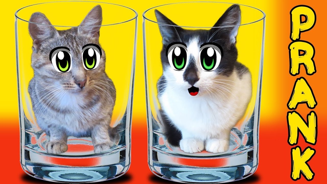 НОВЫЕ ПРАНКИ НАД КОТАМИ! [2018] смотреть онлайн