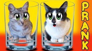 НОВЫЕ ПРАНКИ НАД КОТАМИ! [2018]