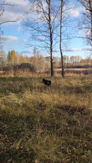 Канадский волк - гибрид. 30 сентября 2025 смотреть онлайн